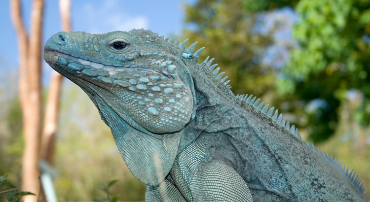 Cayman Islands Blauer Leguan Foto Cayman Islands Department of Tourism